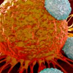 engineered T cells