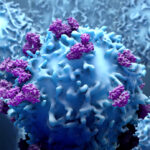 CD14+ monocytes leukocytes white blood cells