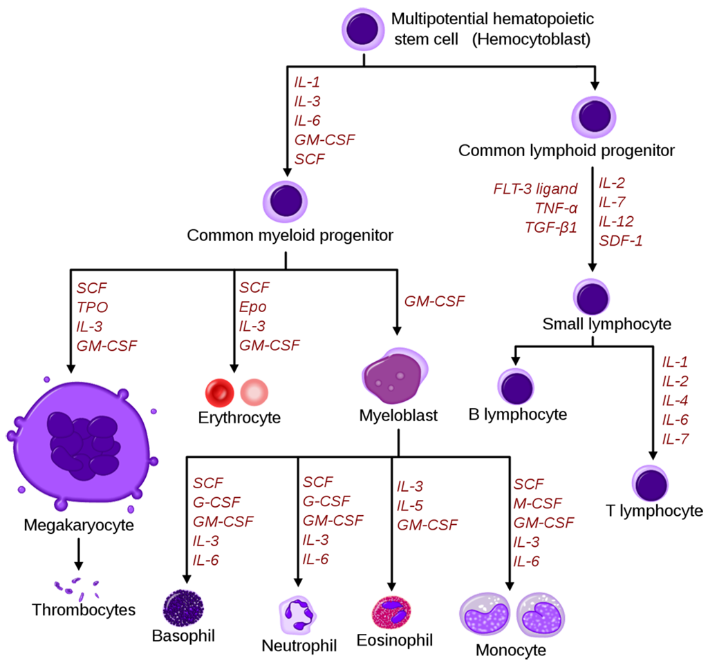 Monocyte Differentiation