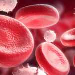 red and white blood cells