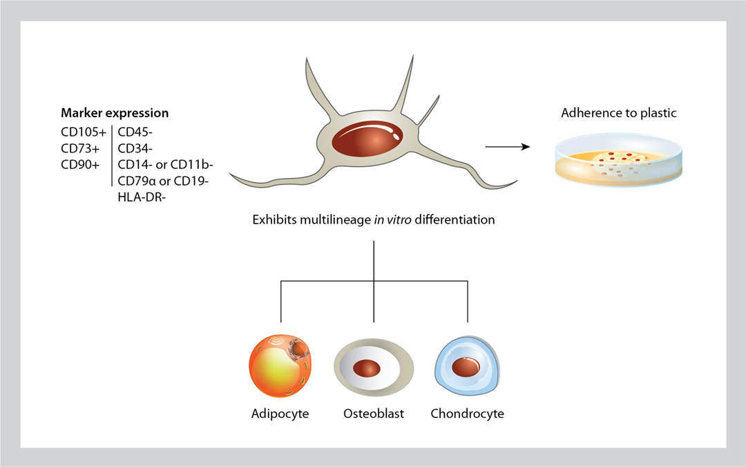 MSCs constitute a heterogeneous population of spindle-shaped cells and have these minimum characteristics: