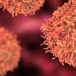 B-cell, an antibody-producing cell of the immune system