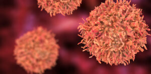 B-cell, an antibody-producing cell of the immune system