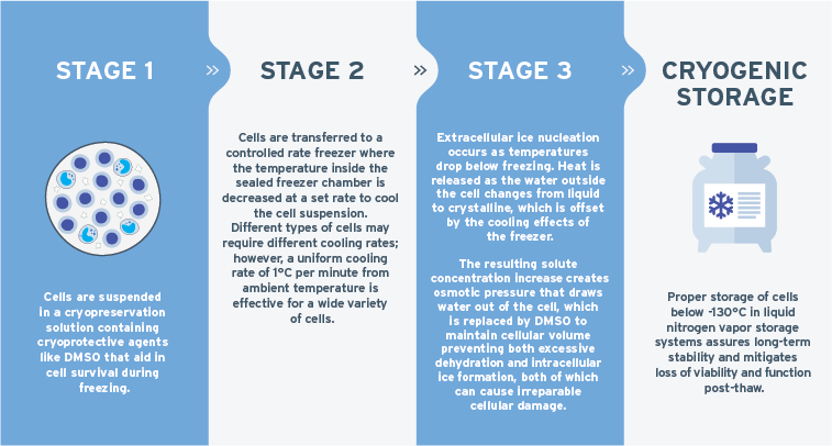 AllCells cryopreservation process